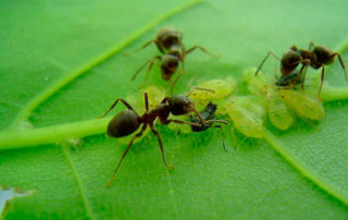 Control integrado de plagas