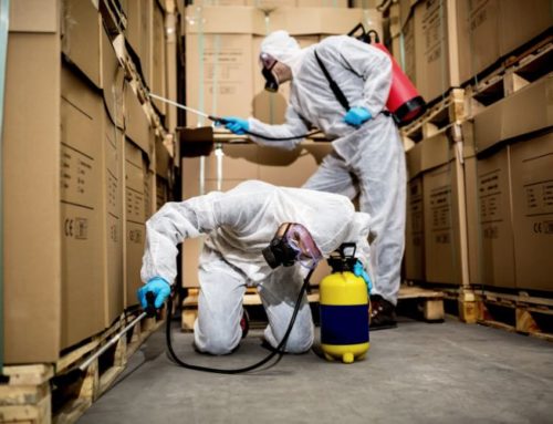 Fumigaciones ¿Cada cuándo deben hacerse?